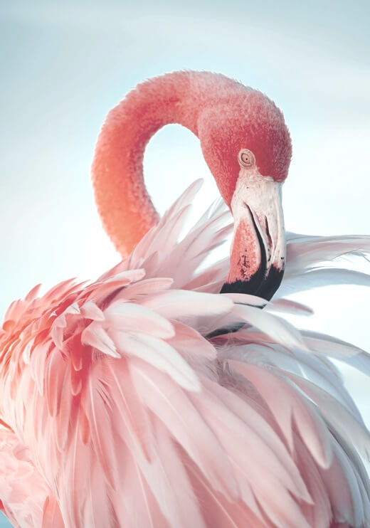 Poster preview