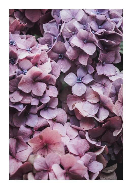 Poster preview